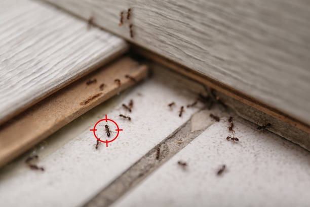 Best Ant Control Services  in Bovina, TX