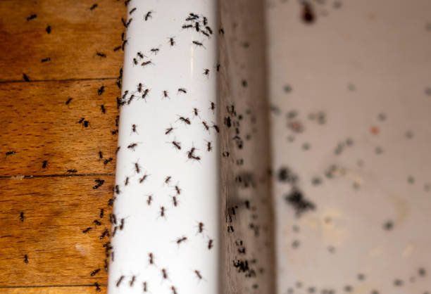Best Ant Control Services  in Bovina, TX