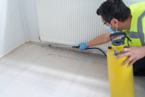 Wasp Removal Services in Bovina, TX