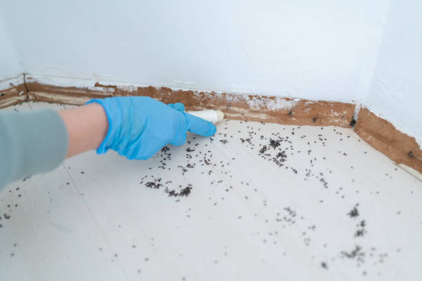 Best Pest Control Near Me  in Bovina, TX